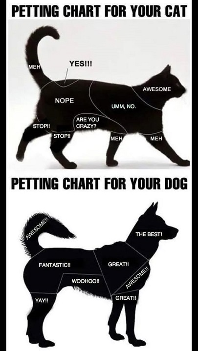 petting chart cat.jpg